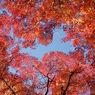 紅葉と空