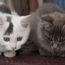 猫４