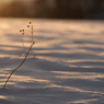 雪原に枯れる