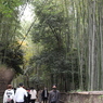 竹林の道