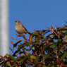 DSC00200_DxO
