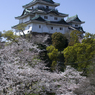 和歌山城　桜