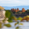 大阪城公園の紅葉