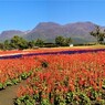 サルビアと九重連山