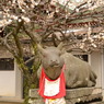北野の牛