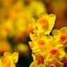 suisen yellow #2
