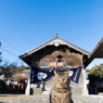 神社のネコさん