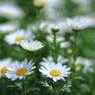 白い花