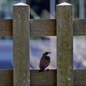 兵どもが夢のあと