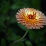 花びらが多い花