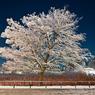 「雪花」