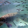 古代魚