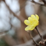 蝋梅①