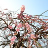 たくさん咲いています　２０１１／３／１３