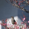 初春花鳥
