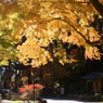 紅葉２