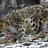 残雪ヒョウ