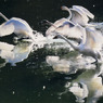 ユーモラスな飛び立ち