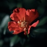 花  8