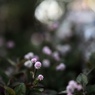 花  9