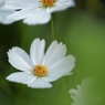 白い花