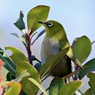 ペンギンの真似してみた