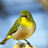 野山の鳥 22-077 メジ君