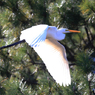 [青い空]  大　鷺　さ　ん　の　Takeoff 
