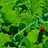 紅一点　IMGP8845zz