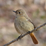 冬の里山で19(ジョウビタキ3)