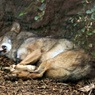 眠れる森のオオカミ