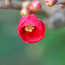 もうすぐ花開く