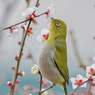 「梅とメジロ」