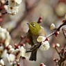 初ウメジロー
