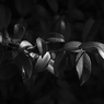 L2750446