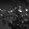 L2750481