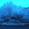 雪化粧