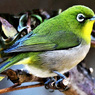 野山の鳥 22-131 メジ君