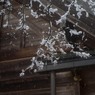 PENTAX 645D初撮り17