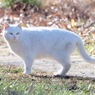 白猫　アイドル