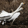 田んぼに白鳥１