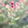 冬の日差しと小さな花