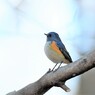 私の青い鳥