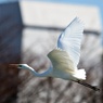 冬空に駆ける