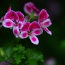 IMG_5146