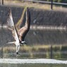 DSC_3033 (2)
