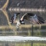 DSC_3034 (2)