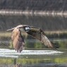 DSC_3035 (2)