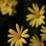 黄色い花びら