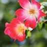 冬の間ずっと咲いてる花